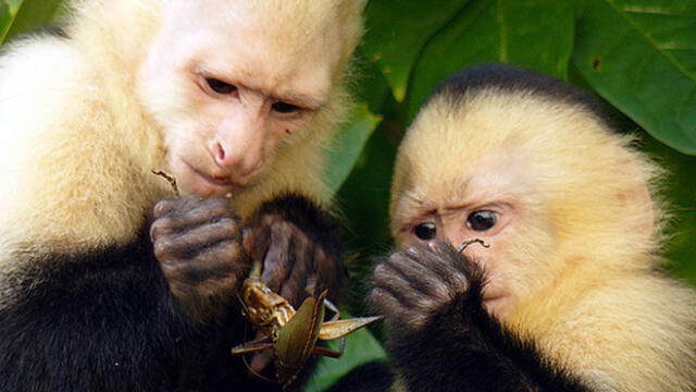 Youtube muestra que capuchinos panameños ingresaron a su propia Edad de Piedra