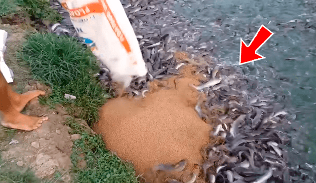 En YouTube, un joven acudió al río para pescar, sin imaginar que encontraría miles de animales marinos.