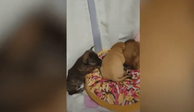 Video es viral en YouTube. La mujer y sus hijos encontraron a tres cachorros escondidos entre los escombros de un basural y los sacaron de ahí para llevarlos a su casa.