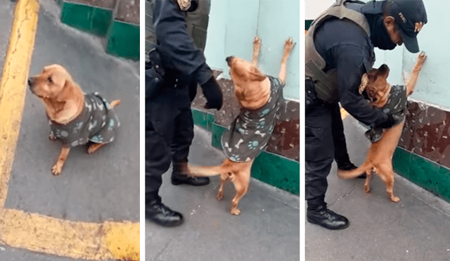 En Facebook, unos policías peruanos no tuvieron mejor idea que intervenir a un perro que actuó como un ‘delincuente’.