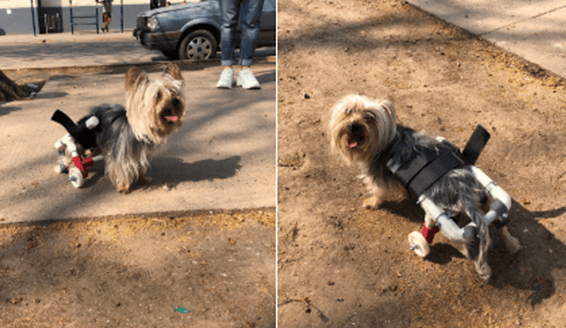 Los perritos lucen recuperados y pueden caminar. Foto: Twitter.