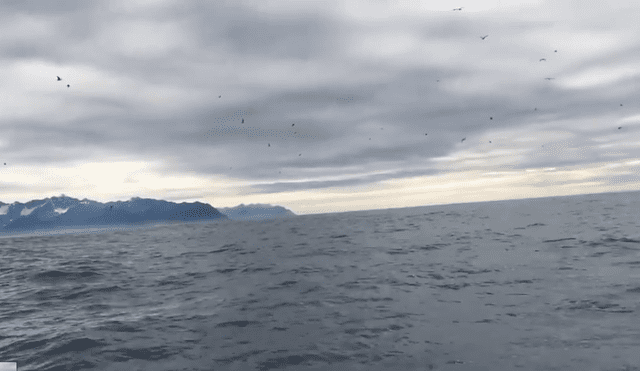 YouTube Viral: turista registra la escena más increíble en medio del océano [VIDEO]