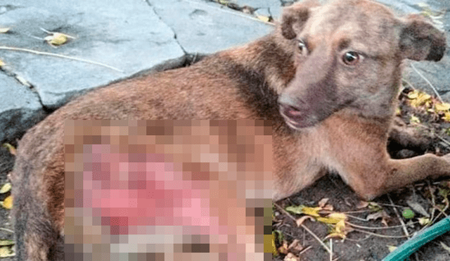 Mujer arroja aceite caliente a un perro y lo deja con graves heridas 