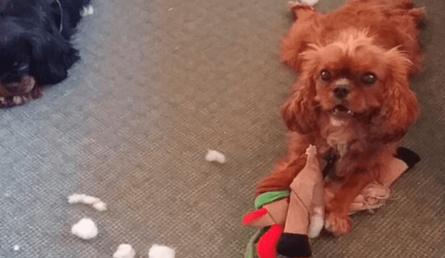Perro se traga cinco bolsas de heroína mientras paseaba con su dueño