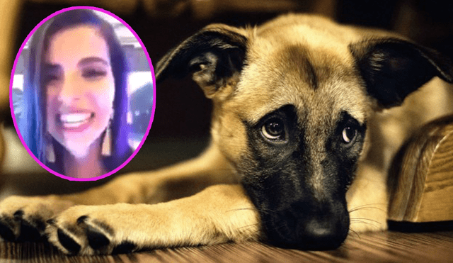 Facebook: mujer atropella a un perro y lo presume en redes sociales  