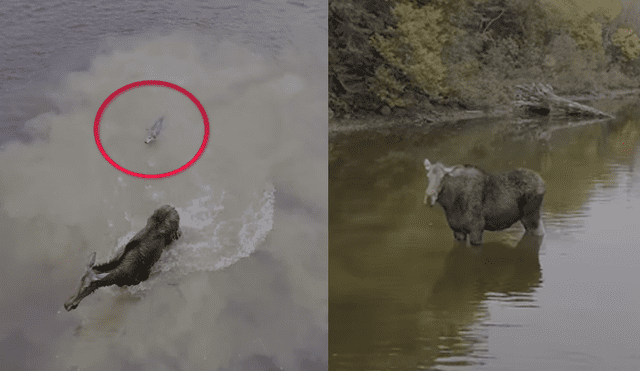 YouTube: captan la épica lucha entre un lobo y un alce; el final es inesperado [VIDEO]