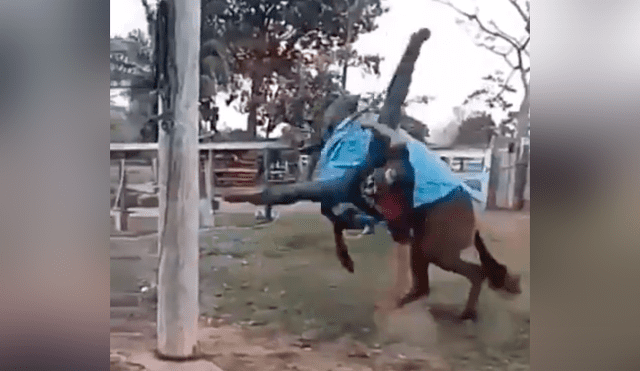 Facebook viral: chico confunde mula salvaje con caballo, se monta y pasa vergüenza [VIDEO] 