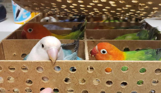 Viajó de España a Puerto Rico con 32 aves vivas dentro de equipaje de mano
