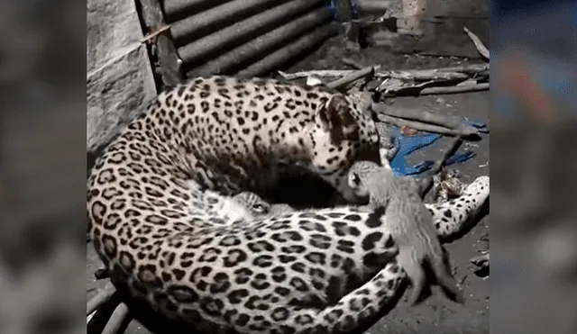 Desliza las imágenes para conocer el momento en que una leoparda cuida de sus crías tras escapar de su hábitat. Foto: La Vanguardia.