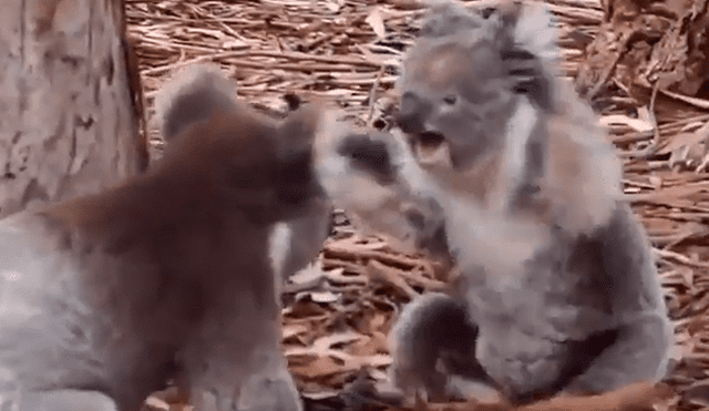 La guía turística que filmó el momento, quedó sorprendida al ver al macho intentando copular cuando no era la temporada de apareamiento. Foto: captura