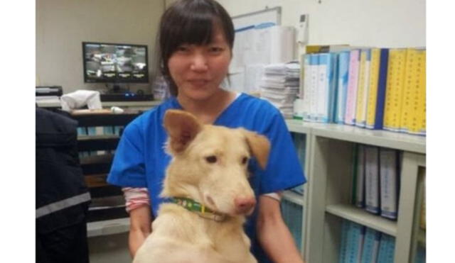 Veterinaria se suicidó con fármaco que utilizó para sacrificar a 700 perros