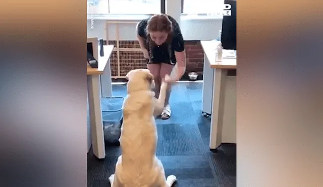 Facebook viral: chica sorda usa lenguaje de señas para entrenar a su perro y final sorprende [VIDEO] 