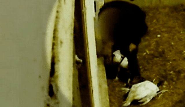 Crueldad Animal: Captan a hombre aplastando el cuello de pavos con un alicate [VIDEO] 