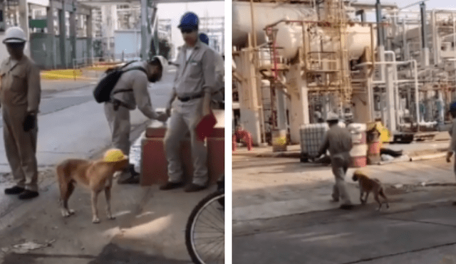 Desliza las imágenes para conocer la noble acción de unos ingenieros al integrar en su equipo a un perro. Fotocaptura: Facebook.