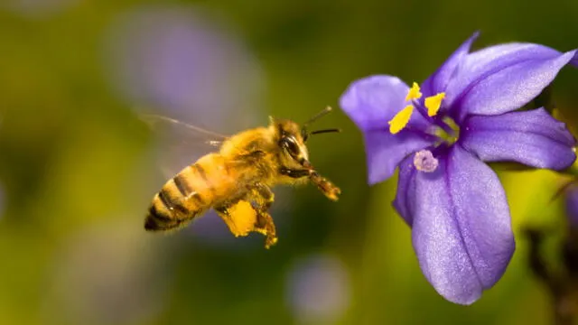 Cultivida y Senasa desarrollarán capacitaciones por la situación de las abejas en el Perú