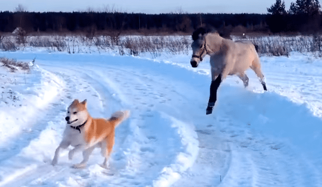 Facebook: Nunca verás una mejor amistad que la de esta yegua y un perro [VIDEO]