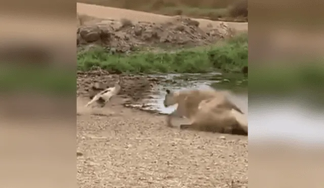 Una insólita escena muestra como un ciervo se salvó del ataque de una voraz leona.