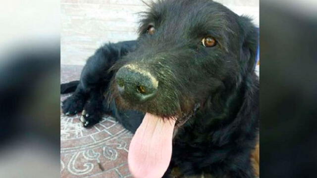 El dramático rescate de ‘Bigotes’, el perrito que fue abusado por su dueño en Navidad