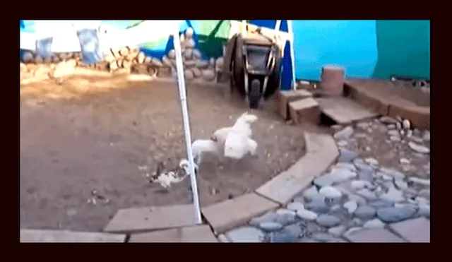 YouTube viral: conejos se pelean violentamente hasta que llegan unas gallinas y los calman con astuto truco [VIDEO]