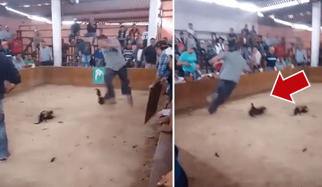 Facebook viral: gallo de pelea ataca a su dueño por hacerlo competir a muerte [VIDEO]
