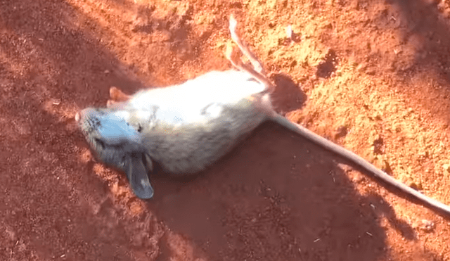 En YouTube, un chico aplicó un singular método para revivir a un pequeño ratón moribundo en el desierto.