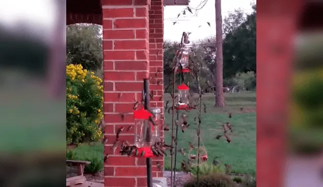 Facebook viral: creyó toparse con un enjambre de abejas, se asoma y descubre un increíble espectáculo