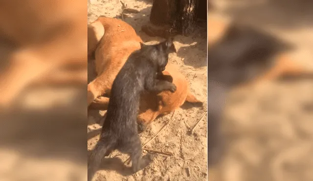 Es viral en Facebook. El dueño de los animales se percató de la emotiva escena y la grabó para compartirla en redes sociales