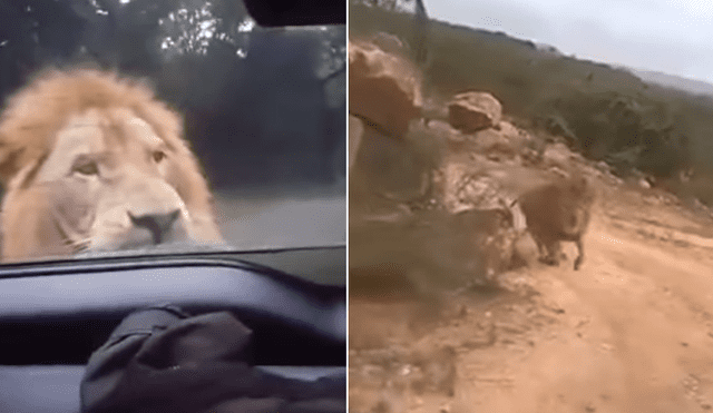 Un video viral de YouTube registró el momento en que un enfurecido león persigue a un grupo de turistas que hacían safari.