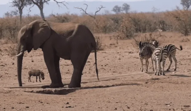 Desliza hacia la izquierda para ver las tierna escena de un elefante protegiendo a un jabalí bebé. Video viral de Facebook.