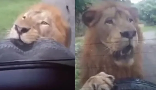 YouTube: Enorme león sorprende a familia que paseaba en camioneta dentro de un safari [VIDEO]
