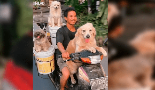 El hombre quería viajar con todos sus perros y no tuvo mejor idea que modificar su motocicleta con una singular idea que ha causado sensación en Facebook