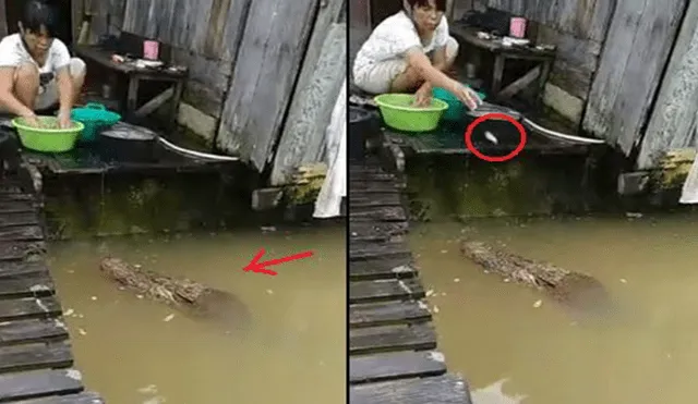 YouTube: Valiente mujer lava en el río junto a un cocodrilo e incluso lo engríe [VIDEO]