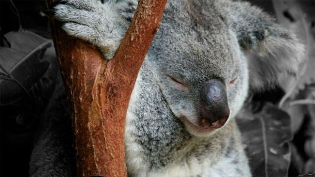 Koala Lewis muere tras incendio forestal