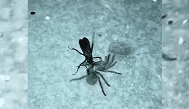Video es viral en YouTube. Pese a ser más pequeña que la tarántula, la avispa araña pudo matarla y arrastrarla hacia su nido donde la devoraría. Foto: Captura.