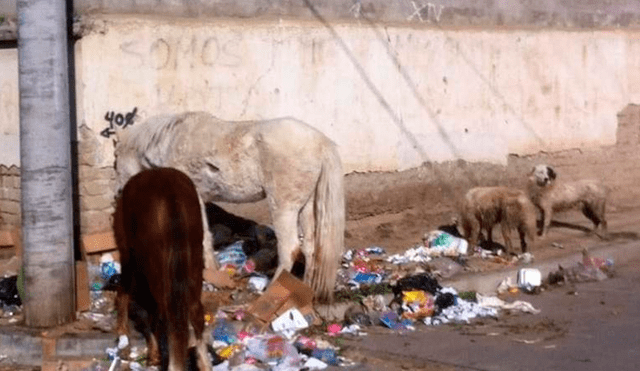 Caballos viven en abandono y se alimentan de basura en Mallasa. Foto: Página Siete