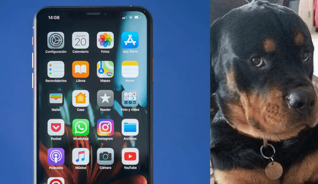 Facebook: joven compra el iPhone XS, su perro 'juega' con él y lo deja así [VIDEO]