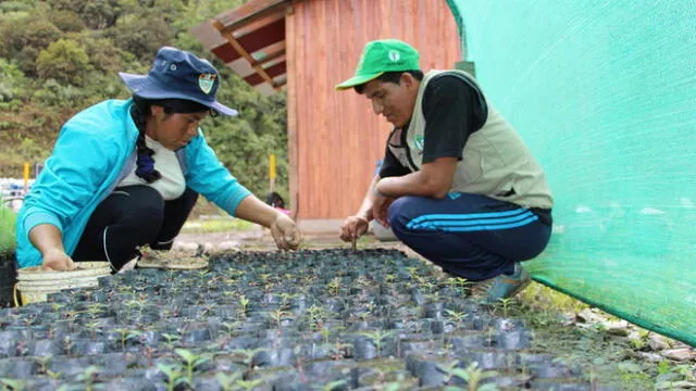  Vraem: recuperarán terreno de hoja de coca plantando especies forestales