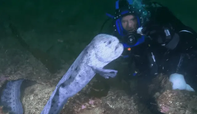 YouTube viral: 'monstruo marino' sale de su escondite para aterrar a buzo que estaba en océano [VIDEO]