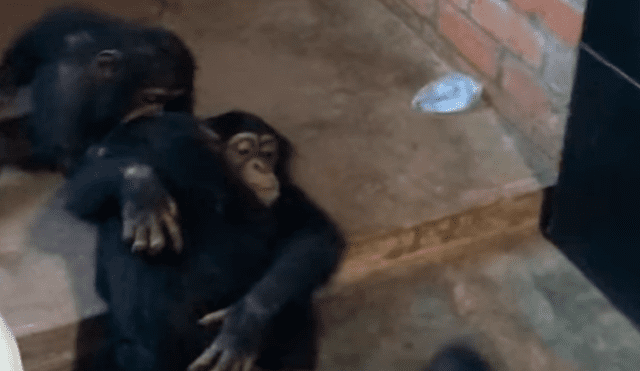 YouTube viral: Bebé chimpancé es rescatado y recibe amorosa bienvenida de sus nuevos amigos 