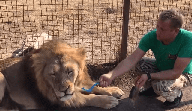 Cuidador ingresa a jaula de león para peinarlo. Foto: Captura.