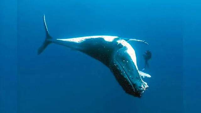 Capturan y matan cruelmente a ballena azul, especie en peligro de extinción