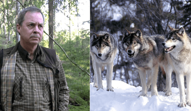 Karl Hedin: el millonario que irá a prisión por odiar y cazar lobos