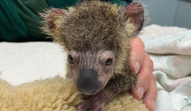 Bebé koala pesaba solo 275 gramos y había perdido la mayor parte de su pelaje. Foto: Difusión.