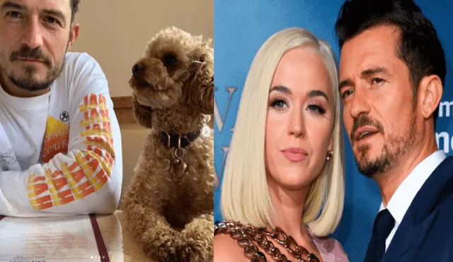 Katy Perry y Orlando Bloom destrozados al encontrar muerto a su perro Mighty tras siete días de haberse perdido