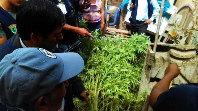 Ventanilla: Encuentran más de 40 plantones de marihuana en una vivienda de Pachacutec