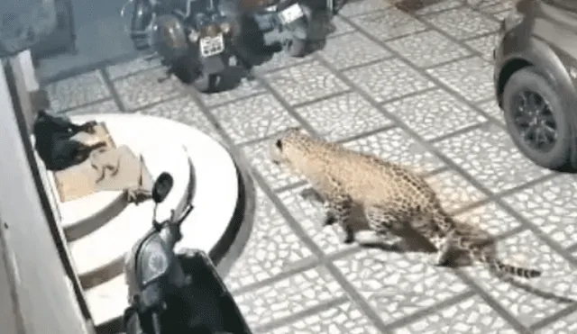 Desliza hacia la izquierda para ver el momento en que el jaguar ataca al indefenso perro que dormía placenteramente. El video es viral en Facebook.