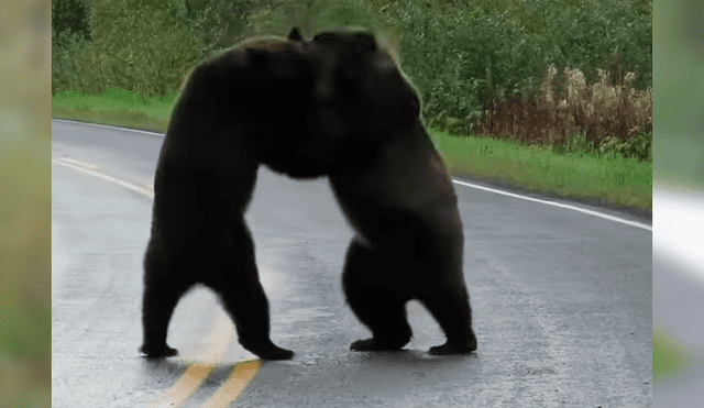 Mujer tuvo que parar su vehículo al toparse con la batalla de dos enormes osos cuando manejaba por una extensa carretera