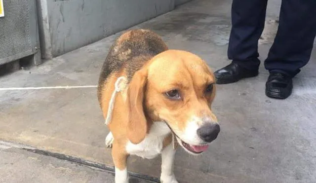 Reportan hallazgo de una perrita beagle en estación Canadá del Metropolitano. Foto: Lince Mascotas Facebook