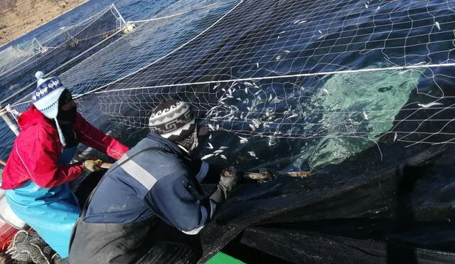 Productores de truchas de Puno se vieron afectados por inusual oleaje en el lago Titicaca.