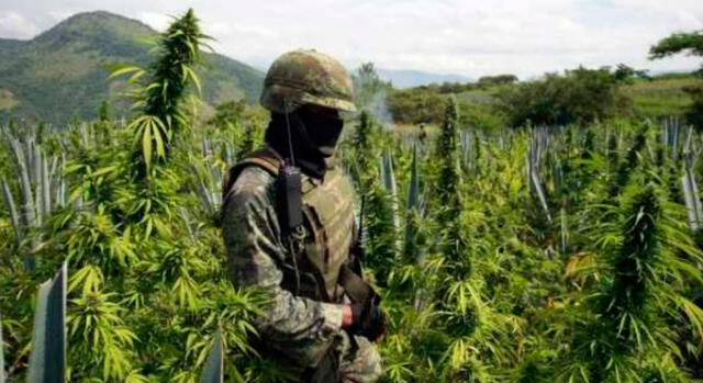 Ica: policía erradicó 2.450 plantones de marihuana 